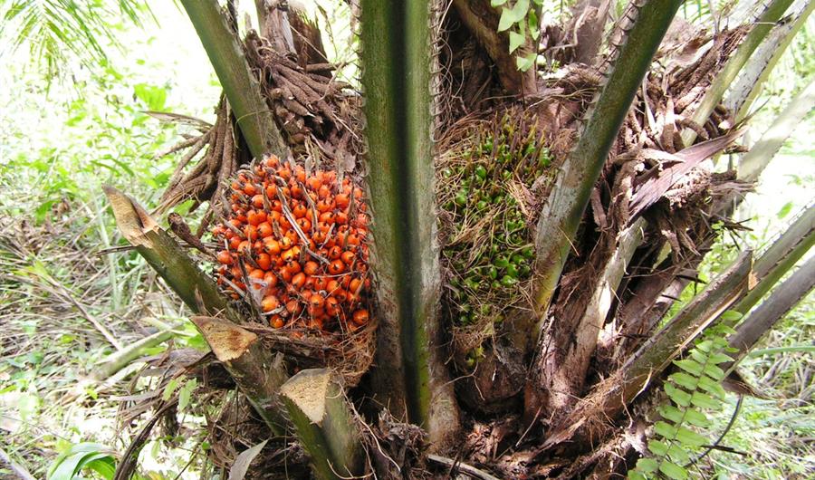 Olio di palma: antiossidante protettivo per il cuore