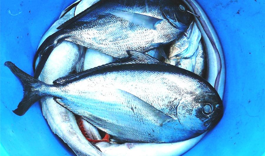 Chi assume troppo pesce in gravidanza mette a rischio la crescita del bambino