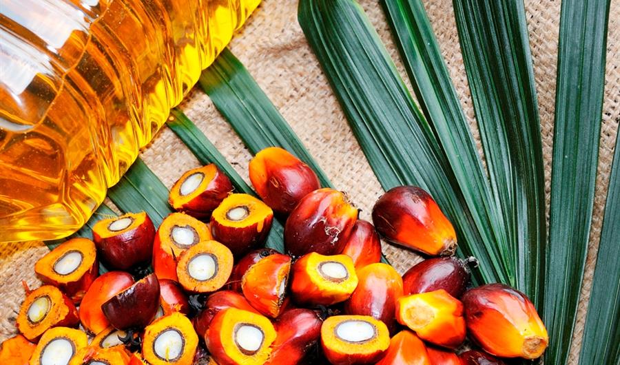 L’olio di palma non fa male